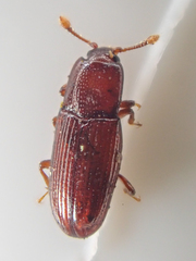 Cerylonidae