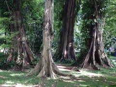 Ficus albipila