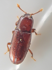 Cerylonidae