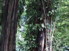 Ficus albipila