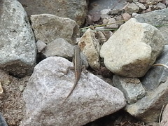 Sceloporus virgatus