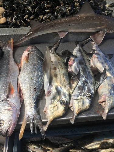 Speckled smoothhound (Mustelus mento) — Triakidae — 4