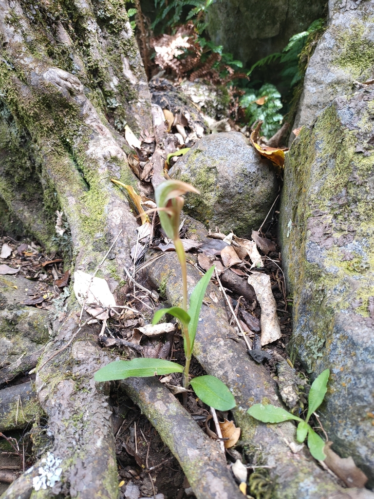 Pterostylis areolata