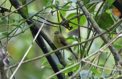 Myiophobus flavicans