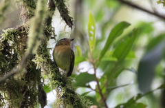 Leptopogon rufipectus