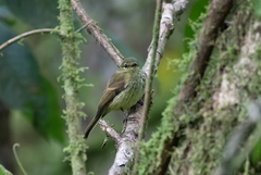 Myiophobus flavicans