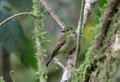 Myiophobus flavicans