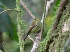 Myiophobus flavicans