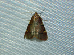 Hypsopygia thymetusalis