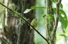 Myiophobus flavicans