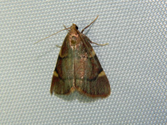 Hypsopygia thymetusalis