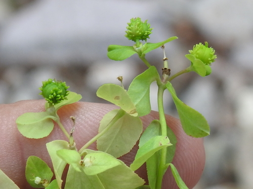 Image of Euphorbia alta by (c) Sam Kieschnick, some rights reserved (CC BY)