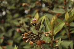 Lepidaploa karstenii