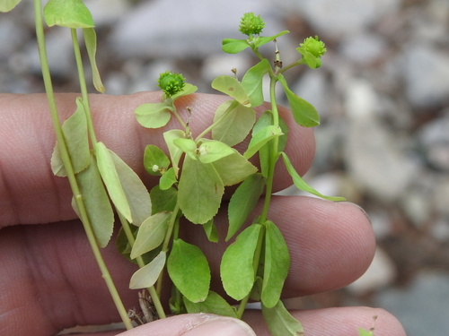 Image of Euphorbia alta by (c) Sam Kieschnick, some rights reserved (CC BY)