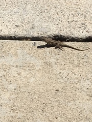Sceloporus occidentalis