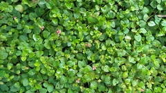 Torenia polygonoides