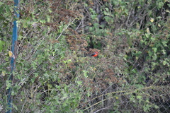 Pyrocephalus rubinus