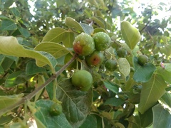 Malpighia mexicana