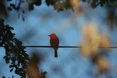 Pyrocephalus rubinus