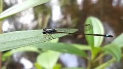Mortonagrion falcatum