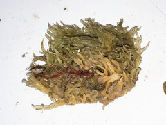 Halichondria sitiens