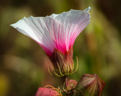 Hibiscus laevis