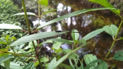 Mortonagrion falcatum