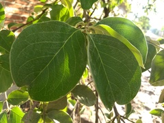 Malpighia mexicana