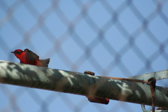 Pyrocephalus rubinus