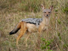 Lupulella mesomelas schmidti