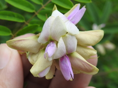Tephrosia thurberi