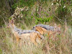 Lupulella mesomelas schmidti