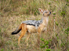 Lupulella mesomelas schmidti