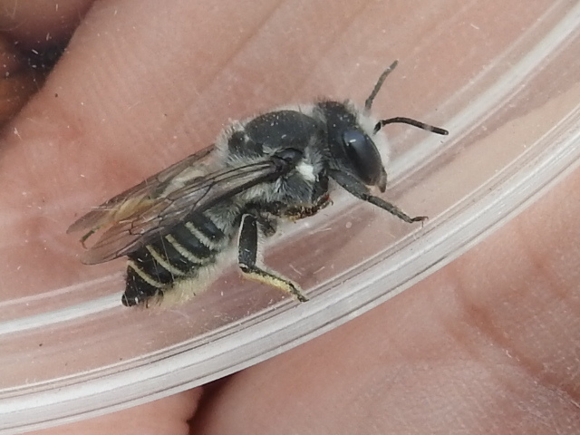 Megachile lippiae
