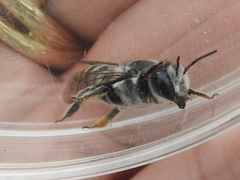 Megachile lippiae