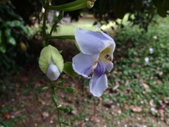 Thunbergia grandiflora