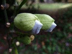Thunbergia grandiflora