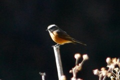 Ochthoeca oenanthoides