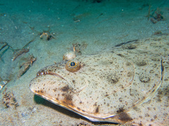 California Halibut photo 3