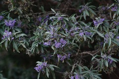 Solanum nitidum