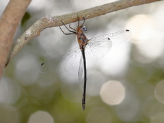 Austrophya mystica
