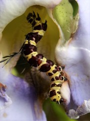 Lepidoptera