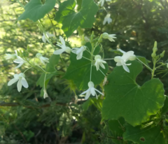 Echinopepon pringlei