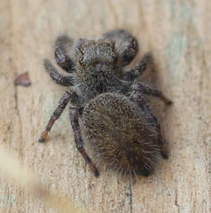 Phidippus princeps