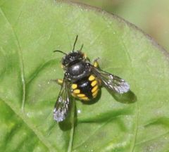 Micranthidium