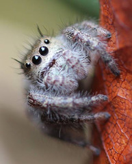 Phidippus princeps