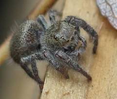 Phidippus princeps