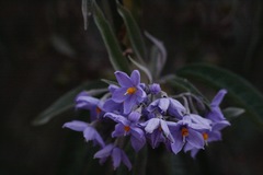 Solanum nitidum