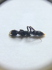 Leptogenys falcigera