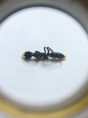 Leptogenys falcigera